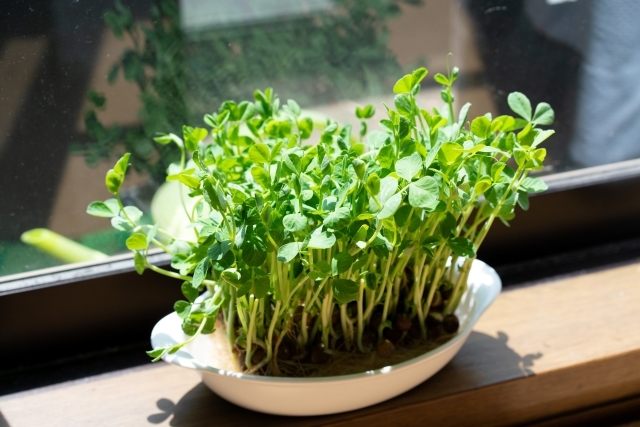 豆苗の再栽培のコツ