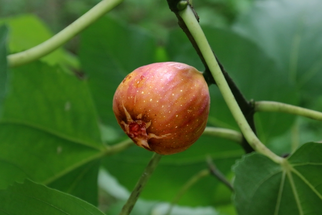 イチジク Fig