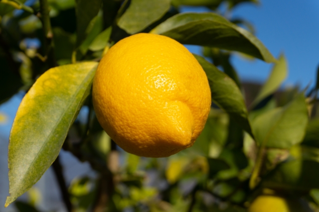 レモン Lemon