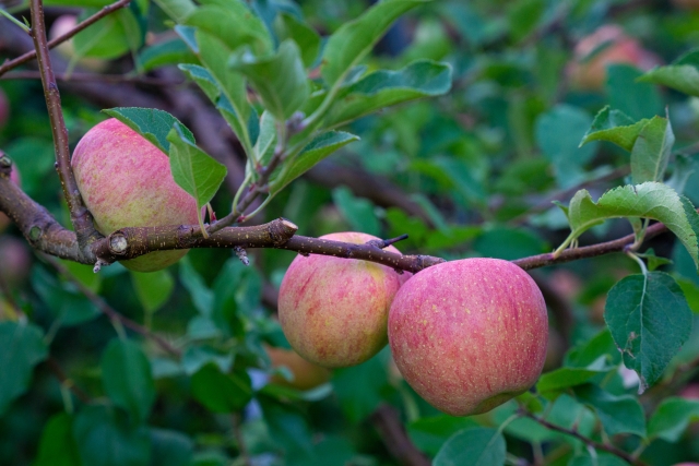 リンゴ Apple