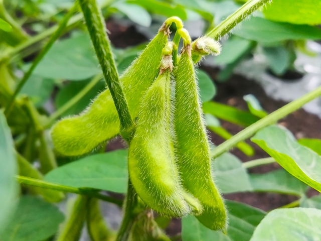 枝豆の保存方法