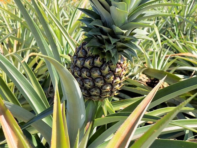 パイナップル Pineapple