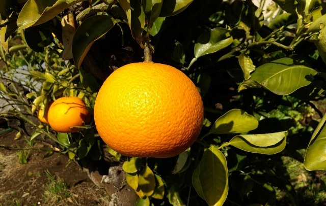 オレンジ Orange