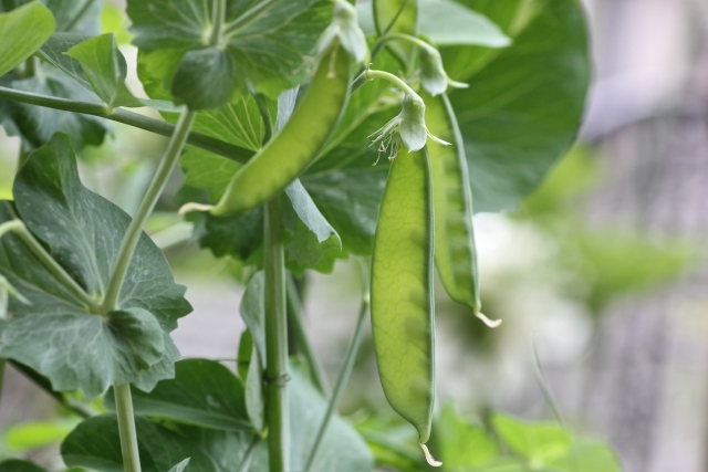 きぬさやは、江戸時代から日本の食卓に親しまれている野菜