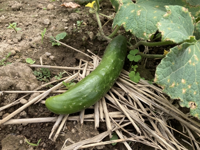 きゅうりの旬は6月から8月