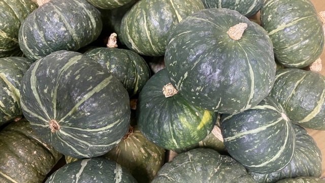 かぼちゃは手軽に栽培できることから、日本全国どこでもよく見かける野菜ですね。