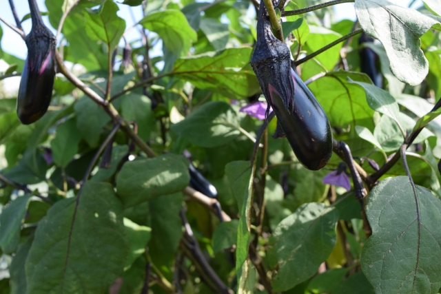 茄子の旬は６月から９月までです。