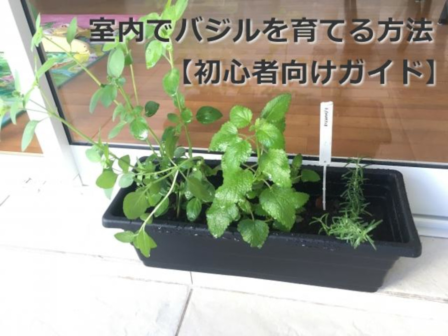 おうちで楽しむ!バジルの室内栽培ガイド