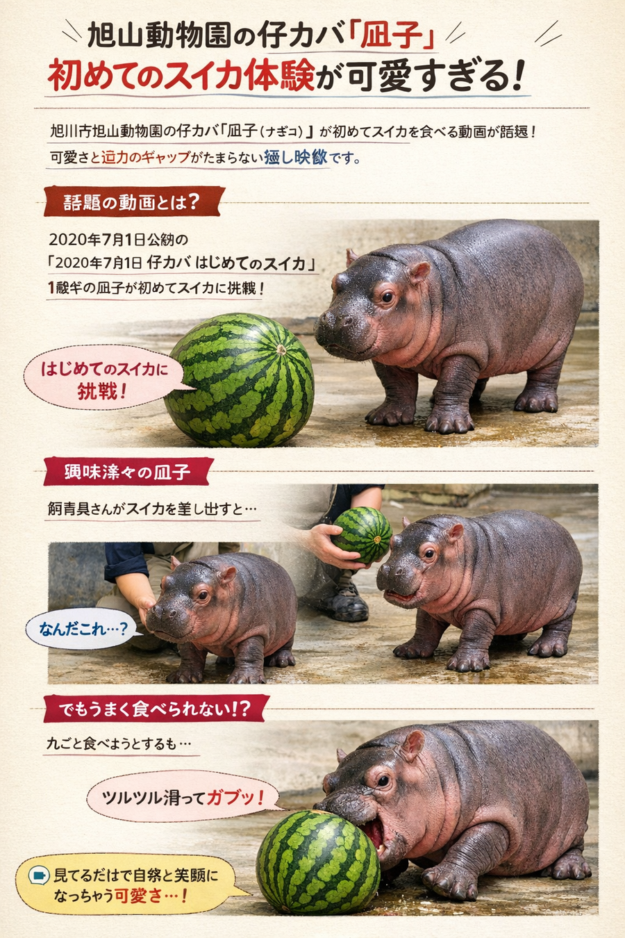 旭川市旭山動物園 仔カバ凪子の初スイカが可愛すぎる！豪快な食べっぷりと癒しの瞬間
