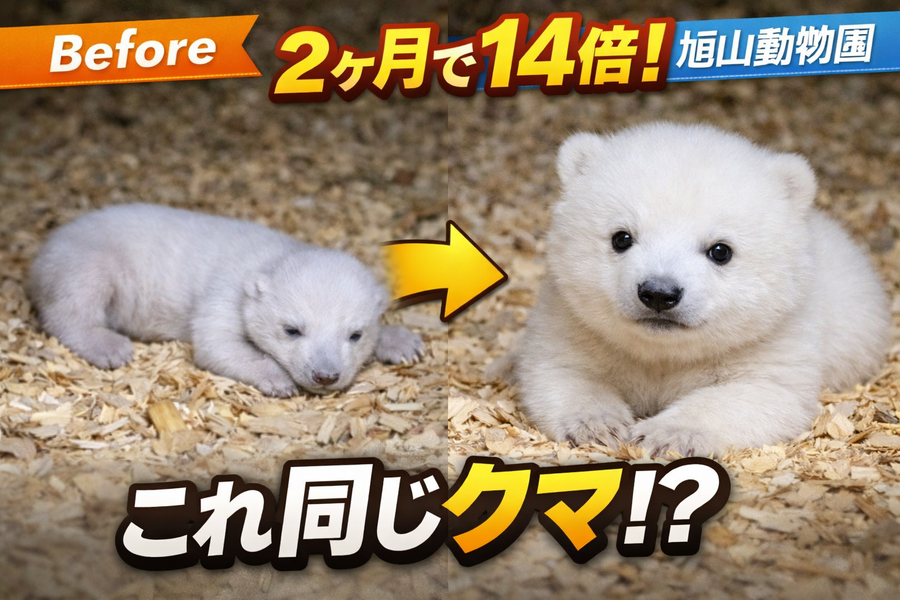 【衝撃】ホッキョクグマの赤ちゃん、2ヶ月で14倍に…旭山動物園で起きた奇跡とは？